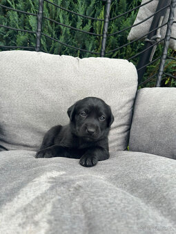 Labrador - 4