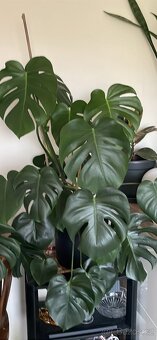 Monstera Teplice rostlina - 4
