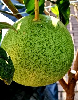 Pomelo, Citrus grandis, citrusy, stromky - 4