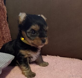 Jorkšírský teriér - 4