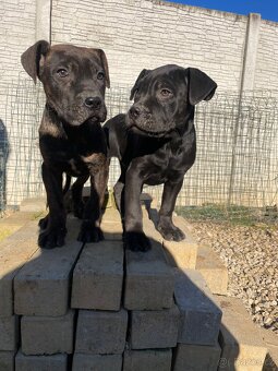 Americký bandog - 4