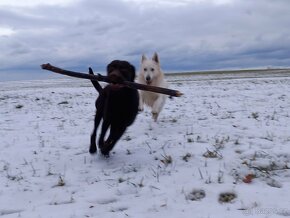 Čokoladový labradorský retrívr ke krytí - 4