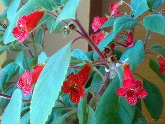 Kohlerie - Kohleria eriantha - rostlina - 4