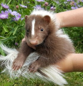 Skunk pruhovaný - 2025 - 4