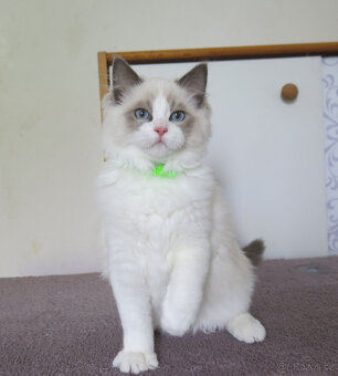 Ragdoll kocourci s průkazem původu - 4