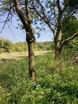 Zahrada u Loun, v obci Brodec, krásné okolí - 4