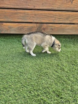 Sibiřský Husky - štěně - 4