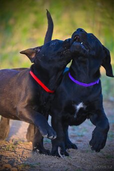Štěňata Labrador-Labradorský Retrívr Fenečky - 4