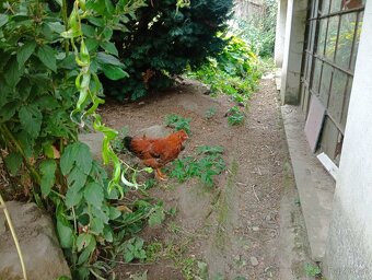 Kohouti švédská květina - 4