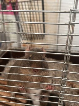 Prodám Osmáky Degu s veškerým vybavením - 4