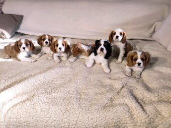 Kavalír king Charles španěl - 4