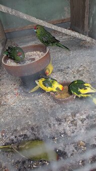 Kakariki rudočelé, - 4