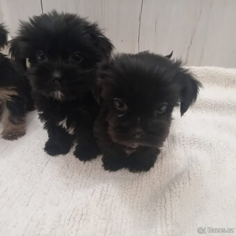 Jorkšírský teriér - 4