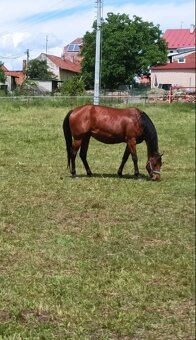 AQH kobylka - 4