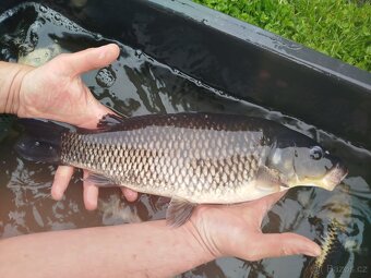 Koi kapr - 4