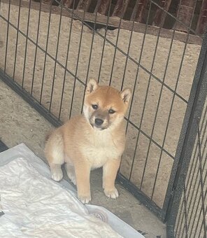Shiba inu - 4