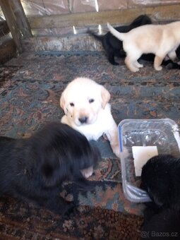 Labrador - 4