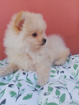 Pomeranian špic - 4