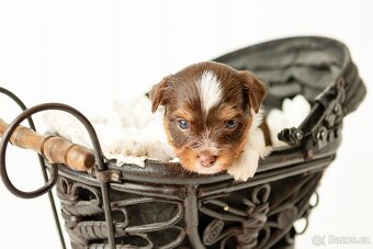 Biewer a Biro Yorkshire Terrier s PP, Jorkšír terier s PP - 4