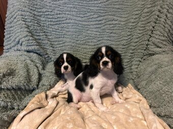 Kavalír King Charles Španěl fenka a pejsek - 4