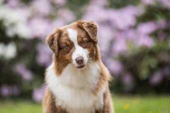 Australský ovčák s PP - 4