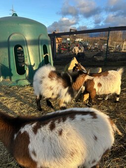 Holandský kozel - 4