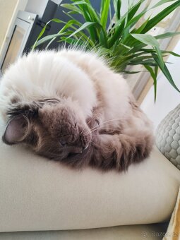 Nabízím kocoura Ragdoll ke krytí - 4