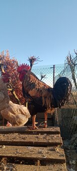 Kohout Leghorn - 4
