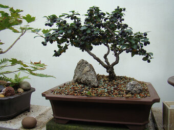 Skalník celokrajný bonsai - 4
