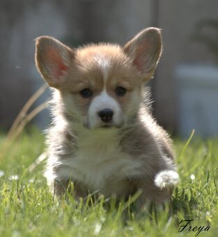 Welsch corgi pembroke s PP - 4