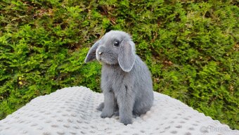 Zakrslý beránek, králíček, králík - PAUL - 4