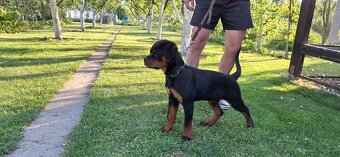 Predam steniatka rotvajlera,rottweilera,rotty,rtw. - 4