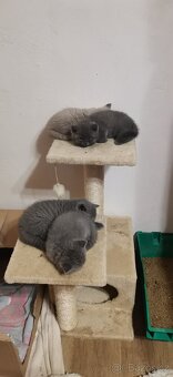 Britská koťátka, 2holky 2 kluci k odběru - 4