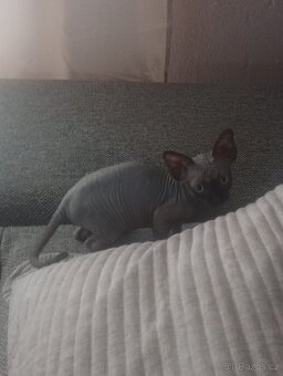 koťátka sphynx - 4