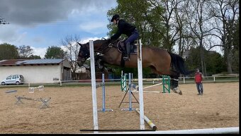 Klisna pro juniora - 4