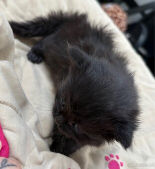 Bengálská/britská koťata - 4