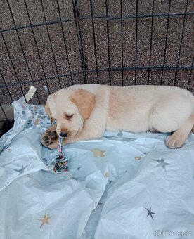 Labradorský retrívr/retriever - 4