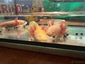 Axolotl mexický- vodní dráček - 4