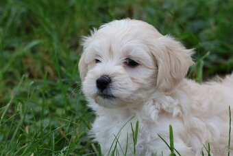 Maltipoo - 4