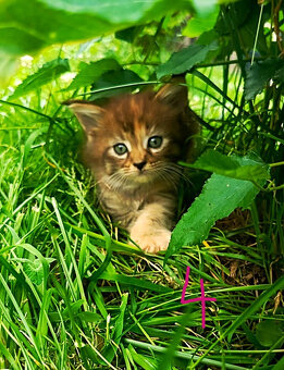 Mainská Myvalí, MCO, Maine Coon koťátka - 4