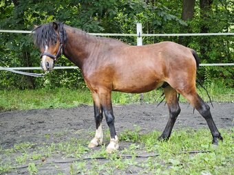 Pony valach - 4