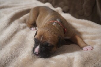 Americký stafordšírský teriér s PP - 4