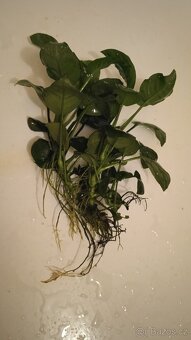 Akvarijní rostliny - 4