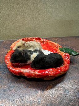 Křeček zlatý (syrský) - 4