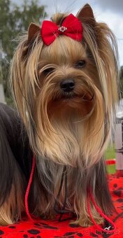 JORKŠÍRSKÝ TERIÉR s PP (FCI) - 4