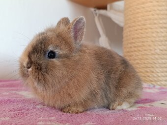 Zakrslý králík - lvíček samička - 4