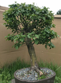 Prodám bonsai - 4