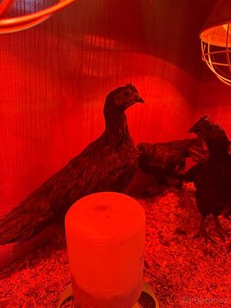 Ayam cemani Kohout - 4