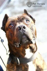 Sorbon - bandog kříženec - 4