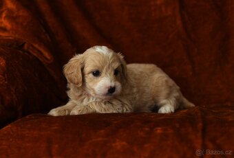 Maltipoo - 4